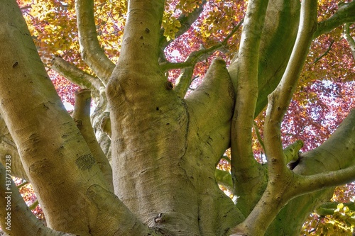 Trunk and branches of a mighty copper beech (Fagus sylvatica)