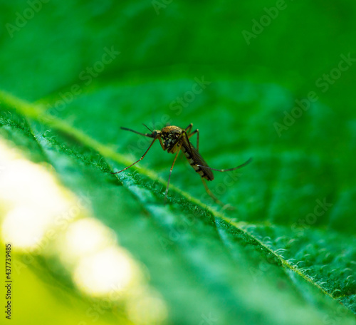 macro normal female mosquito isolated on green leaf 