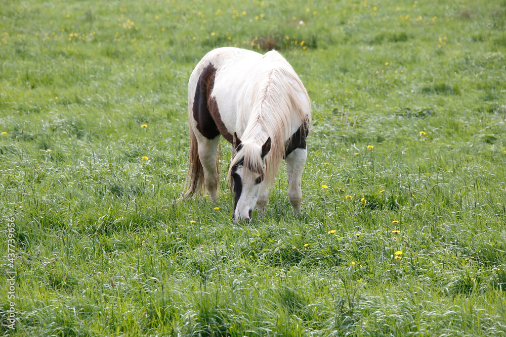 Ein gefleck Reitpferd ruht im Gras einer Wiese. Rosa, Thueringen, Deutschland, 
A brown riding hors
A white riding horse rests in the grass of a meadow. Rosa, Thuringia, Germany, Europe