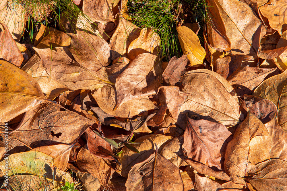Yellow deciduous leaves in autumn season Yellow deciduous leaves in autumn season