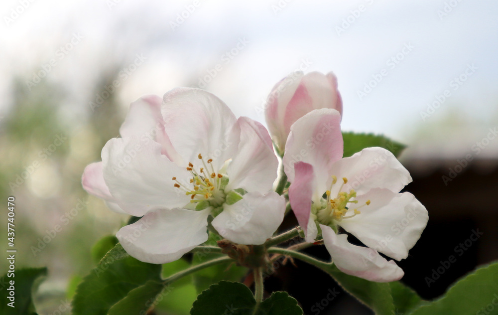 Apple tree flowers. Blooming spring garden. Natural background.