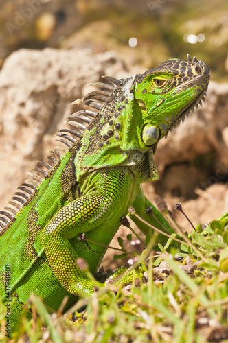 side view  close up of a green iguana tensely watching me at a tropical lake shore