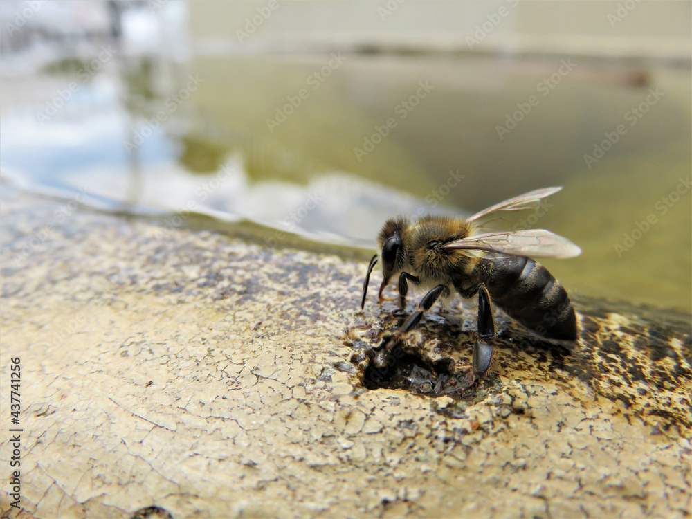 A honey bee drinking water from a fountain. A honey bee drinking water from a fountain.