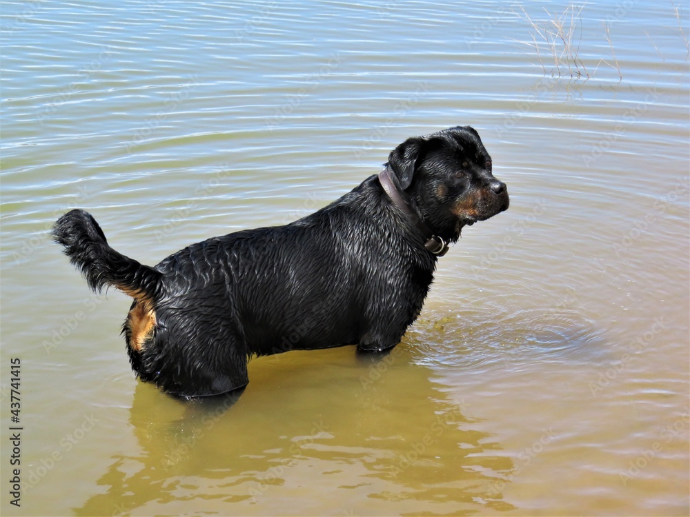 A large Rottweiler playing in a dam. A large Rottweiler playing in a dam.