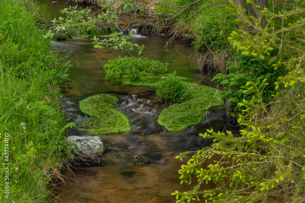 Milikovsky creek on Sumava national park in spring color morning Milikovsky creek on Sumava national park in spring color morning