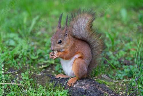 Squirrel eats a nut while walking in the woods