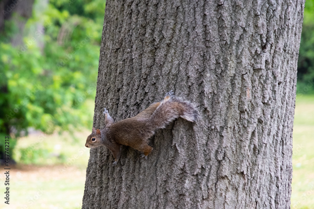 Obraz premium squirrel on a tree
