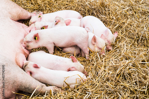 A litter of pigs sleeping and suckling from their mother.