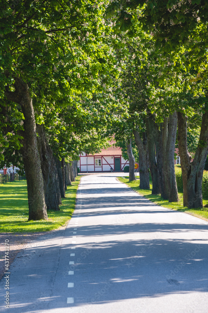 Empty rural road bordered with trees and half timbered house at the end in Skåne Sweden Empty rural road bordered with trees and half timbered house at the end in Skåne Sweden