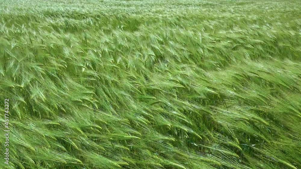 Field of green rye, spikelets of cereals sway in the wind, Ukraine Field of green rye, spikelets of cereals sway in the wind, Ukraine