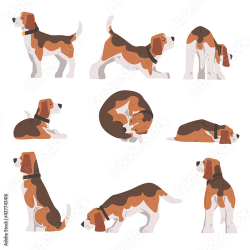 Beagle Dog in Different Poses Set, Small Dog with Brown White Coat and Long Ears Beagle Cartoon Vector Illustration