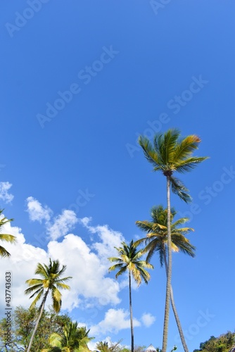 Photo de palmiers, il y en a beaucoup en Guadeloupe