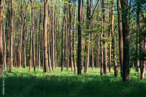 Forest with tall trees. There is green grass among the trees. The sun shines through the trees and shadows are visible. The sky is blue.