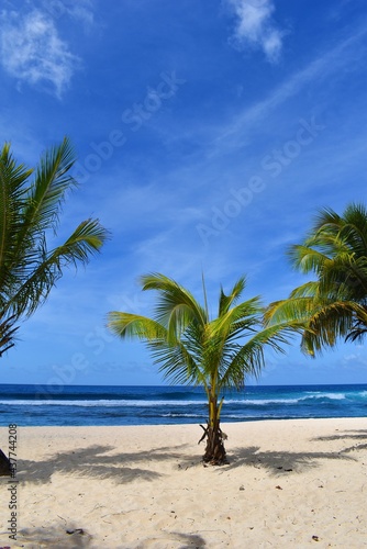Fototapeta Naklejka Na Ścianę i Meble -  Palmiers sur la plage en Guadeloupe