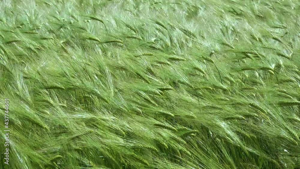 Field of green rye, spikelets of cereals sway in the wind, Ukraine Field of green rye, spikelets of cereals sway in the wind, Ukraine