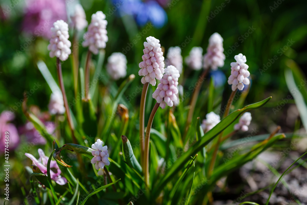 Pink Grape Hyacinth flowers in garden Pink Grape Hyacinth flowers in garden