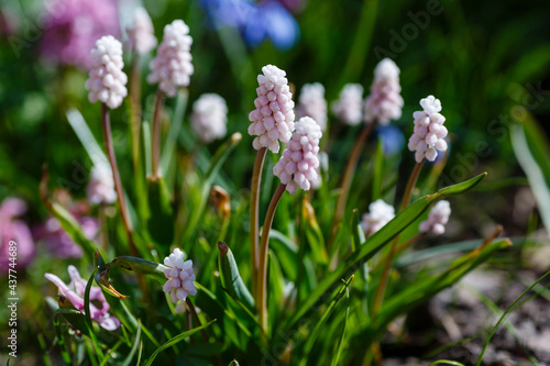 Pink Grape Hyacinth flowers in garden