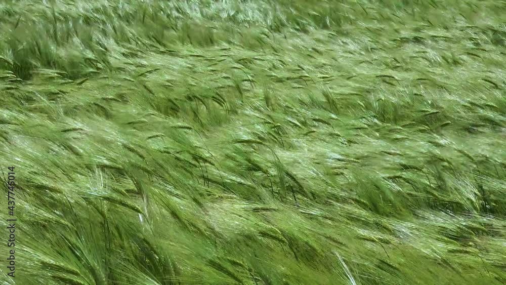 Field of green rye, spikelets of cereals sway in the wind, Ukraine Field of green rye, spikelets of cereals sway in the wind, Ukraine