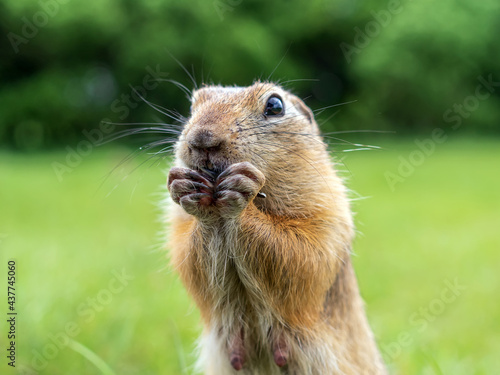 European gopher is looking at camera on the lawn. Close-up. Portrait of a rodent. photo