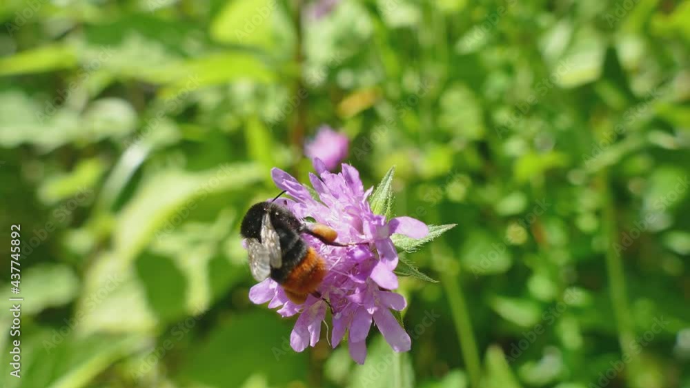 Bumblebee on clover flower with green natural background, UHD 4K Bumblebee on clover flower with green natural background, UHD 4K
