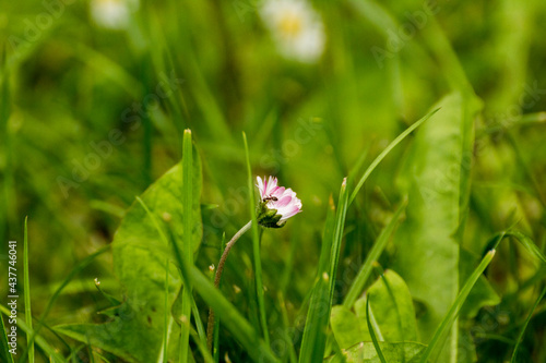 little daisies among green grass