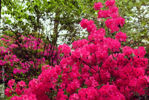 Fototapeta Naklejka Na Ścianę i Meble -  Bright pink Rhododendron in flower