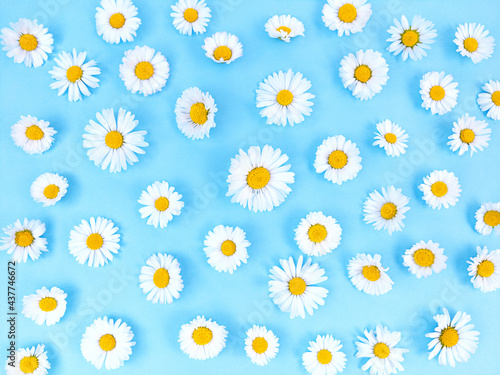 Pattern from chamomile flowers on blue background.