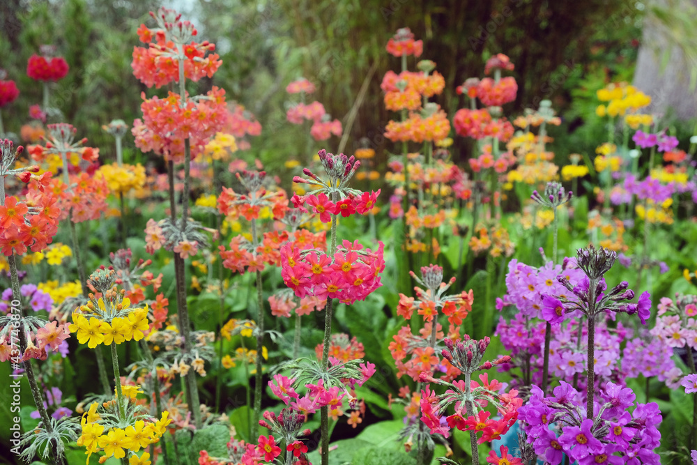 Colourful Primrose 'Candelabra' hybrids in flower Colourful Primrose 'Candelabra' hybrids in flower