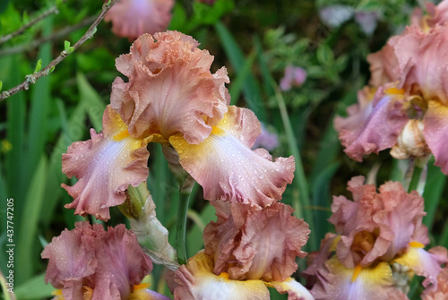 Fototapeta Naklejka Na Ścianę i Meble -  Beown bearded iris 'tootsie roll' in flower