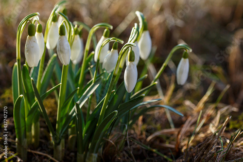 Flowers of snowdrop spring garden. Сommon snowdrop (Galanthus nivalis) flowers in natural green background