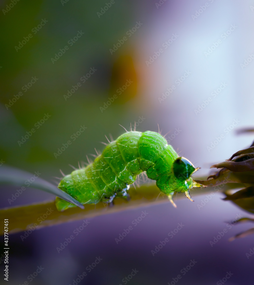 Large green caterpillar crawling on a dandelion stalk with open background, macro photo