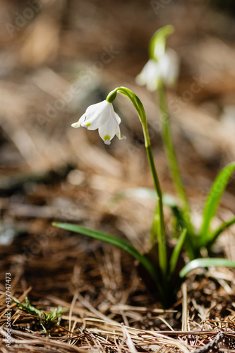 Leucojum vernum is spring white flower is an early-flowering plant that looks like a snowdrop. Leucojum vernum is a perennial bulbous plant. Galanthus vernus, Nivaria verna, Erinosma verna