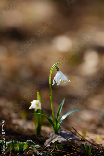 Leucojum vernum is spring white flower is an early-flowering plant that looks like a snowdrop. Leucojum vernum is a perennial bulbous plant. Galanthus vernus, Nivaria verna, Erinosma verna © Flower_Garden