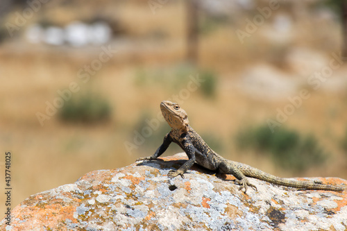 Desert Life - Lizard. Gobustan National Park. Lizard on the rock photo