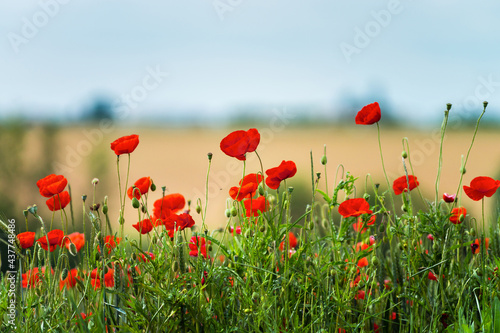 Blooming red poppies on blue sky background. Bumblebees, sun, spring, nature.