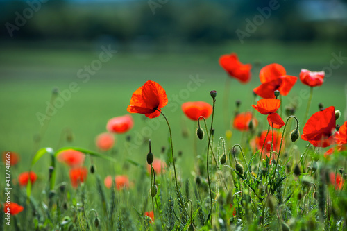 Blooming red poppies on blue sky background. Bumblebees  sun  spring  nature.