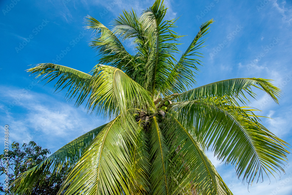 Fototapeta premium Spring Blossom over green background. Summer Flowers with vintage retro picture style. 