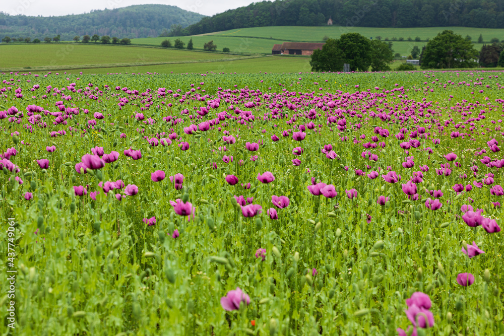 The whole field isfull of pink poppies.. High quality photo The whole field isfull of pink poppies.. High quality photo