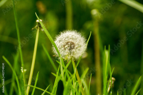 white dandelion on a background of green nature