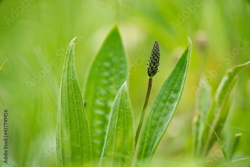 Bilde på lerret Medicinal plant Plantago on green background.