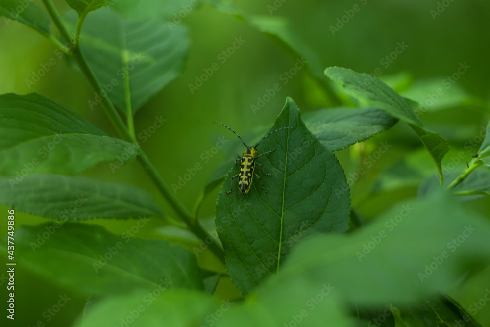 forest animal forest animal
