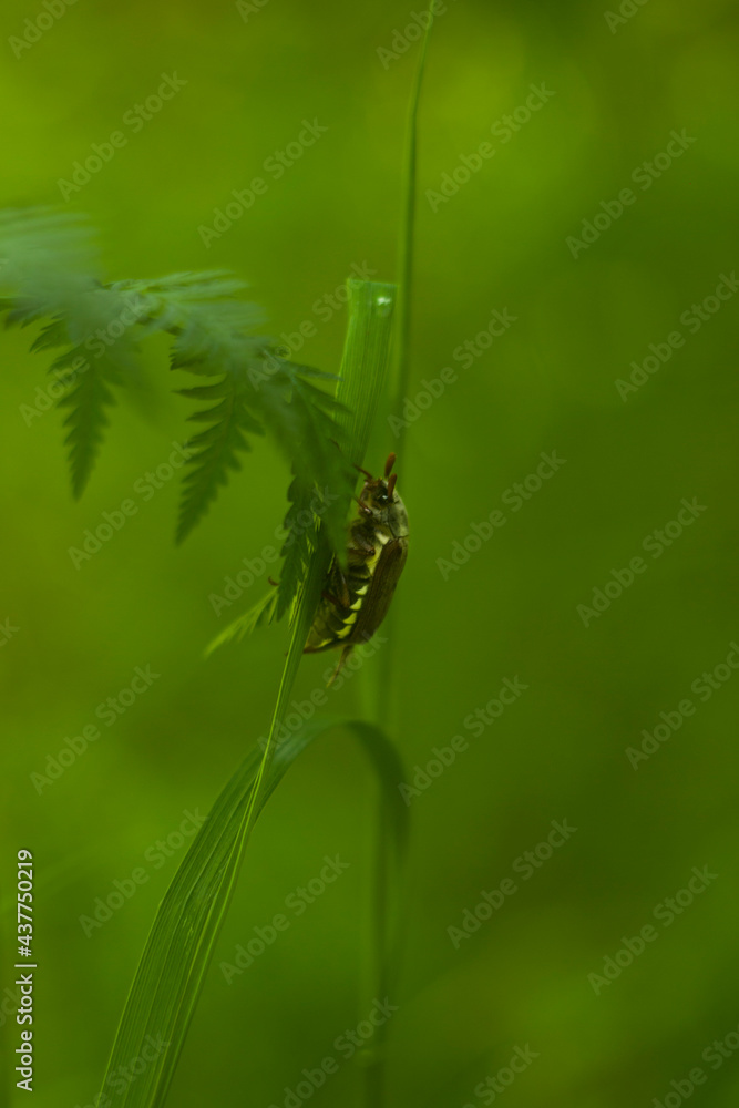 Fototapeta premium forest animal