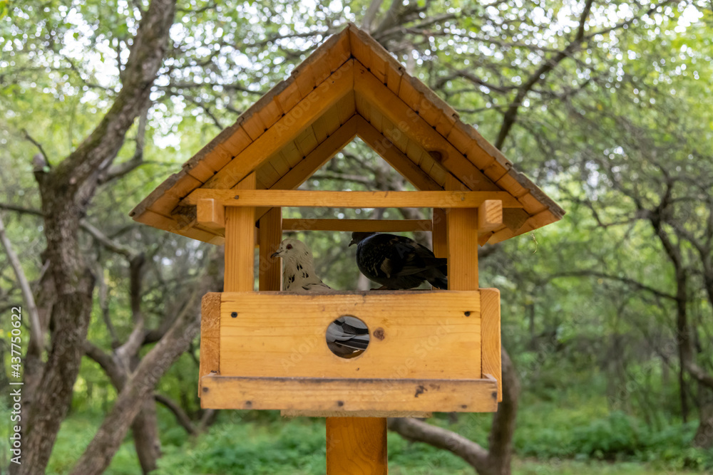 Feral pigeons sits in a bird feeder that looks like a wooden house. Feeder locates in city park. Selective focus. Real estate concept.