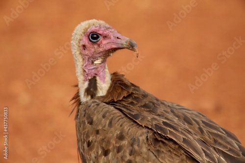 country vulture in the wild