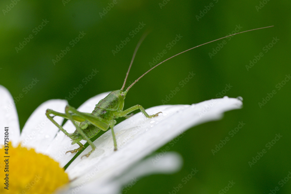 eine kleine grüne heuschrecke sitzt im garten auf einer margerite Stock