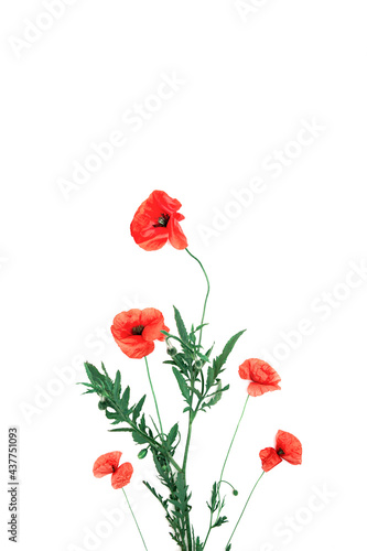 Creative composition made of red poppies on white background. Nature concept. Summer background in minimal style. Top view. Flat lay