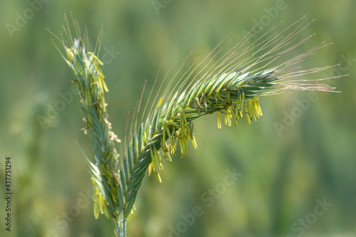 Close up of rye ears with yellow anthers, field of rye  in a summer day.