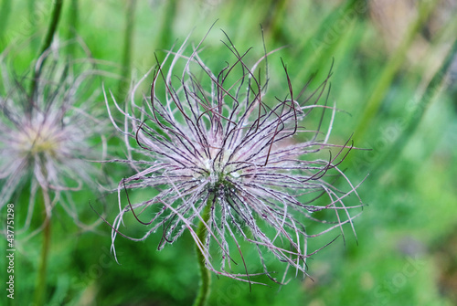 Water droplets on Pasqueflower  Eva Constance 