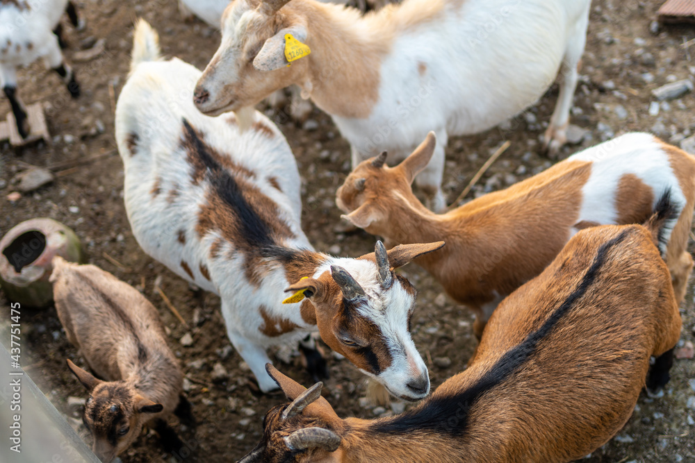 Goats and small kids on a farm in the Urdaibai marshes, a Bizkaia biosphere reserve next to Mundaka. Basque Country Goats and small kids on a farm in the Urdaibai marshes, a Bizkaia biosphere reserve next to Mundaka. Basque Country