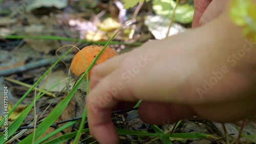 A mushroom picker cuts an edible mushroom (Leccinum versipelle) with a knife in the forest in the grass. Close up video photo